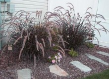 Rozplenica szczotkowata (Pennisetum sataceum) Rubrum zdjęcie 4