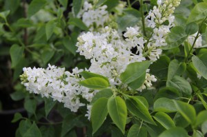 Bez - lilak pospolity (Syringa) Primrose zdjecie 4