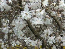 Magnolia gwiaździsta Royal Star  c3 zdjęcie 3