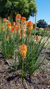 Trytoma (Kniphofia) Poco Sunset zdjęcie 4