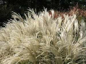 Miskant chiński (Miscanthus chinensis) Kleine Fontane zdjęcie 4
