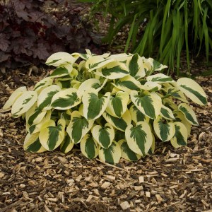 Funkia (Hosta) Brim Cup zdjęcie 4
