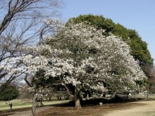 Magnolia japońska (Magnolia kobus) c4 zdjęcie 3