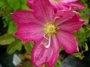 Powojnik (Clematis) Asao c2 zdjęcie 5