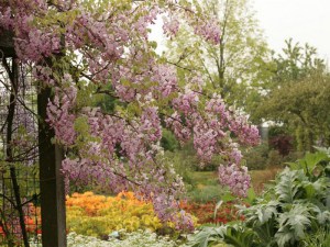 Glicynia kwiecista (Wisteria floribunda) Honbeni syn. Pink Ice zdjęcie 4
