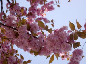 Wiśnia piłkowana (Prunus serrulata) Kanzan c1,5 zddjęcie 4