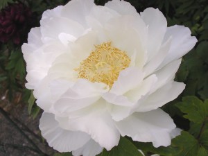 Piwonia drzewiasta (Paeonia suffruticosa) odm. chińska biała zdjęcie 3