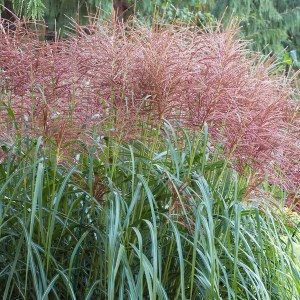 Miskant chiński (Miscanthus chinensis) Goliath zdjęcie 1