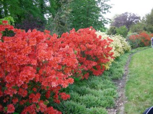 Azalia omszona (Azalea mollis) mix kolorów c1 zdjęcie 4