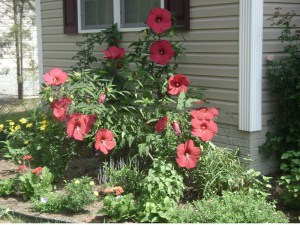 Hibiskus bylinowy (Hibiscus moscheutos) Fireball zdjęcie 4