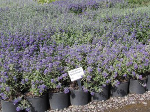 Barbula klandońska (Caryopteris clandonensis) Black Knight zdjęcie 5