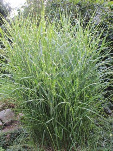 Miskant chiński (Miscanthus sinensis) Giraffe zdjęcie 3