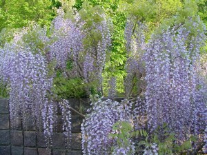 Glicynia (Wisteria) Multijuga syn. Macrobotrys zdjęcie 3