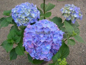 Hortensja ogrodowa (Hydrangea macrophylla) Renate c2 zdjęcie 3