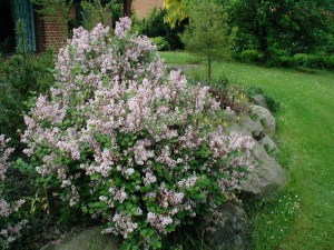Bez -  lilak (Syringa) Palibin c3 zdjęcie 4