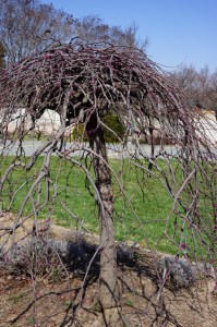 Judaszowiec kanadyjski (Cercis canadensis) Covey c4 zdjęcie 4