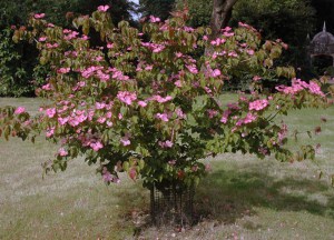 Dereń kousa (Cornus kousa) Satomi c10 zdjęcie 4