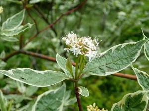 Dereń biały (Cornus alba) Argenteomarginata c2 zdjęcie 4
