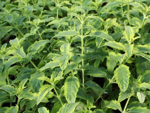Barbula (Caryopteris) Summer Sorbet 3