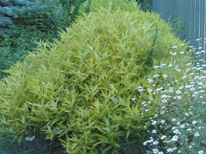 Barbula (Caryopteris) Worcester Gold 5
