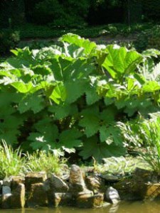 Gunera olbrzymia, parzeplin (Gunnera manicata) 4