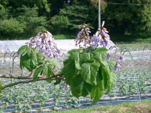 Paulownia puszysta (Paulownia tomentosa) cesarskie drzewko szczęścia zdjęcie 4
