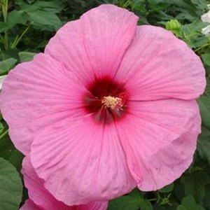 Hibiskus bylinowy Royal Gems (Hibiscus) sadzonka zdjęcie