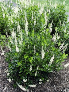 Orszelina olcholistna (Clethra alnifolia) Sixteen Candles zdjęcie 2
