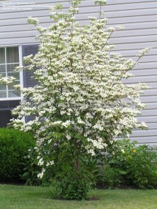Dereń kousa (Cornus kousa) Big Apple c5 zdjęcie 3