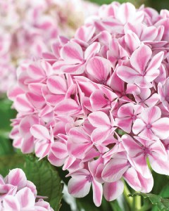 Hortensja ogrodowa (Hydrangea) Peppermint c3 zdjęcie 5