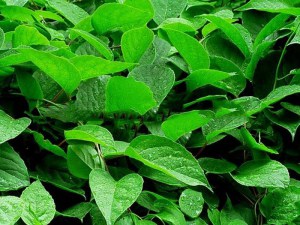 Cytryniec chiński (Schisandra chinensis) c2 zdjęcie 5