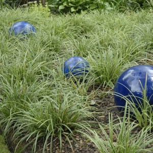 Trawa turzyca Morrowa (Carex morrowii) Ice Dance zdjęcie 3