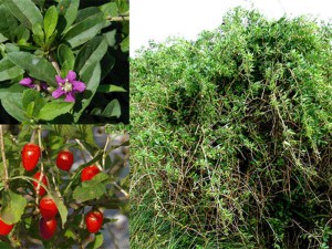 Jagody Goji - jagody życia (Lycium barbarum) c2 zdjęcie 4