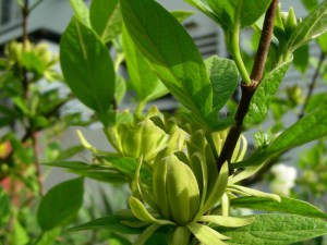 Kielichowiec wonny (Calycanthus floridus) Athens c5 zdjęcie 4
