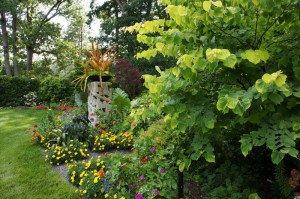 Judaszowiec kanadyjski (Cercis canadensis) Hearts of Gold c3 zdjęcie 5