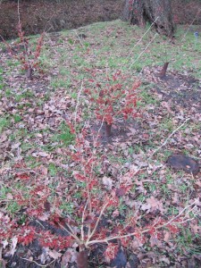 Oczar  złotożółty (Hamamelis) Rubin c4 zdjęcie 1