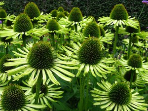 Jeżówka purpurowa (Echinacea) Green Jewel zdjęcie 3