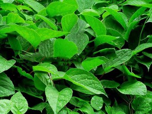 Cytryniec chiński (Schisandra chinensis) Sadova Nr 1 zdjęcie 5