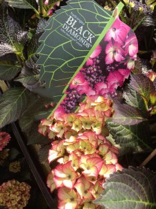 Hortensja ogrodowa (Hydrangea) Dark Angel zdjęcie 4