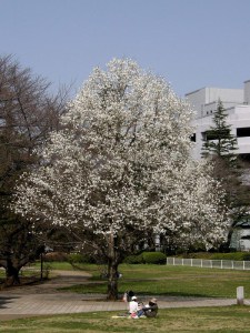Magnolia japońska (Magnolia kobus) c2 zdjęcie 4