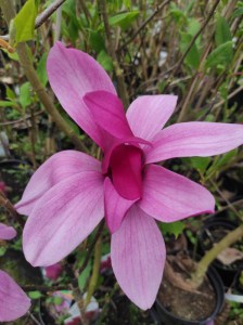 Magnolia Burgundy Star c5 zdjęcie 2