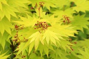 Klon Shirasawy (Acer shirasawum) Jordan c3 zdjęcie 4