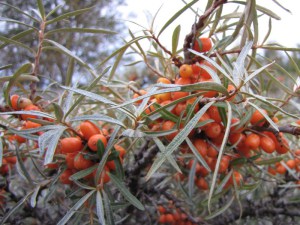 Rokitnik zwyczajny, pospolity (Hippophae rhamnoides) c2 zdjęcie 5