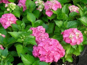 Hortensja ogrodowa (Hydrangea macrophylla) Masja zdjęcie 5