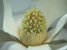 Magnolia parasolowata (Magnolia tripetala) zdjęcie 4