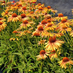 Jeżówka purpurowa (Echinacea) Big Kahuna zdjęcie 4
