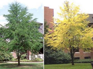 Grujecznik japoński (Cercidiphyllum japonicum) c2 zdjęcie 3