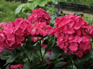 Hortensja ogrodowa (Hydrangea macrophylla) Leuchtfeuer c3 zdjęcie 4