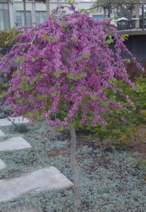 Judaszowiec kanadyjski (Cercis canadensis) Traveller c4 zdjęcie 5