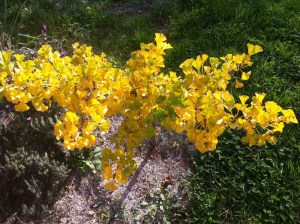Miłorząb japoński (Ginkgo biloba) Mariken na pniu c7 zdjęcie 5